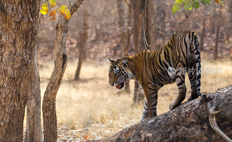 孟加拉虎，Ranthambore -印度